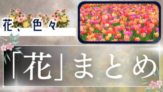 花まとめ