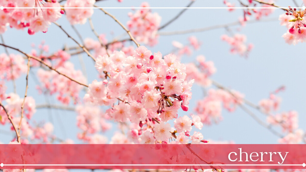 さくらんぼの花