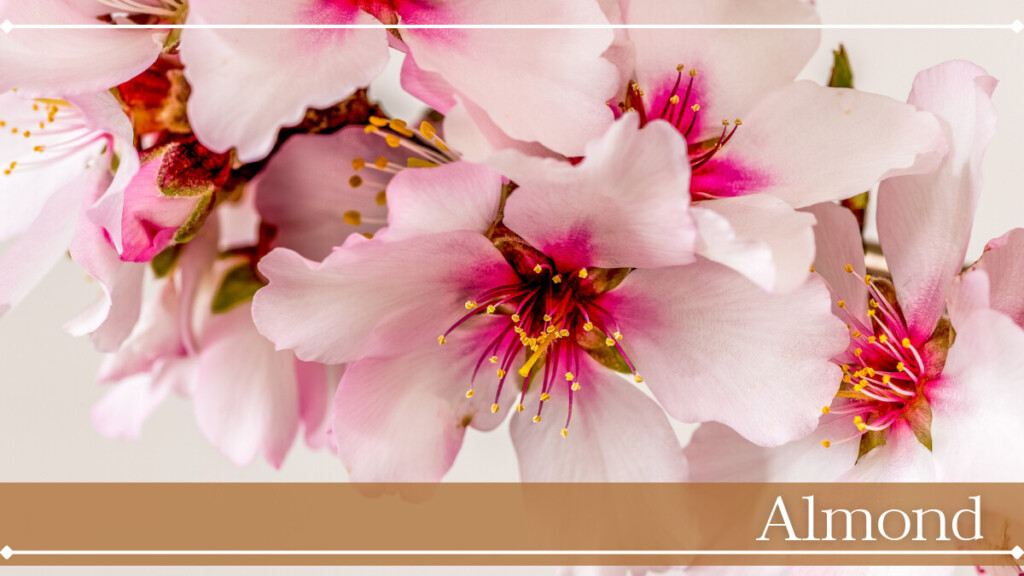 アーモンド