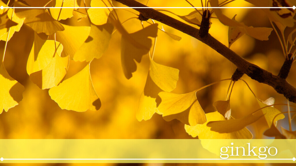 イチョウ