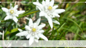 エーデルワイス