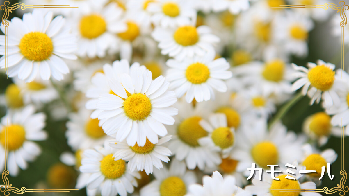 カモミール