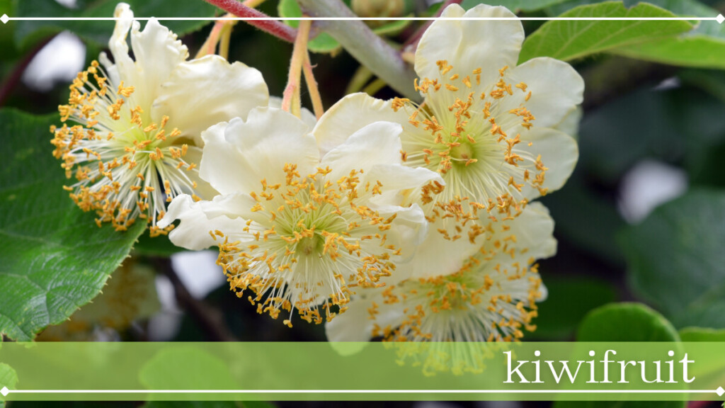 キウイフルーツ