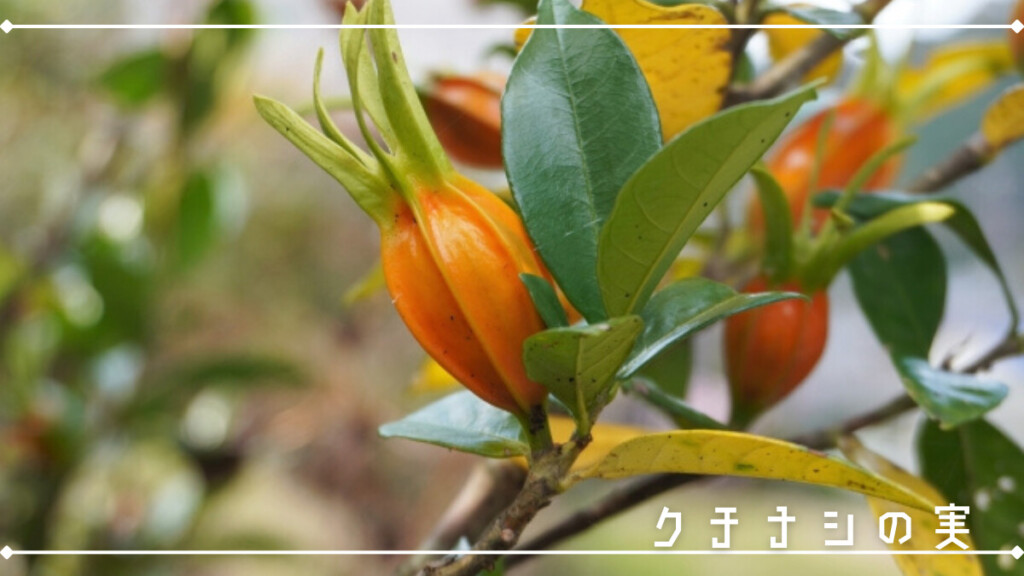クチナシの実