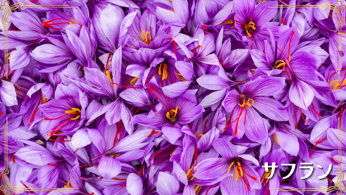 サフラン