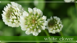 シロツメクサ