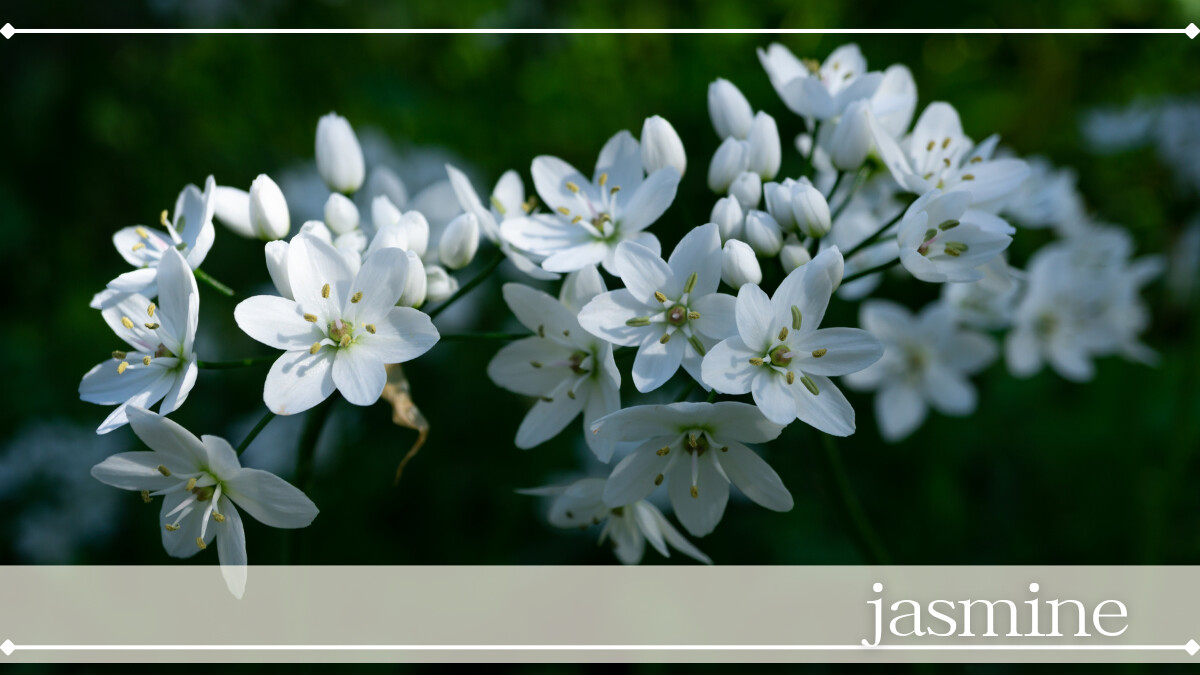 ジャスミン-1.jpg