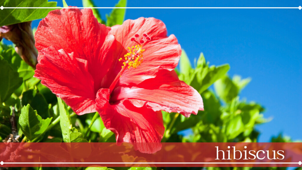 ハイビスカス