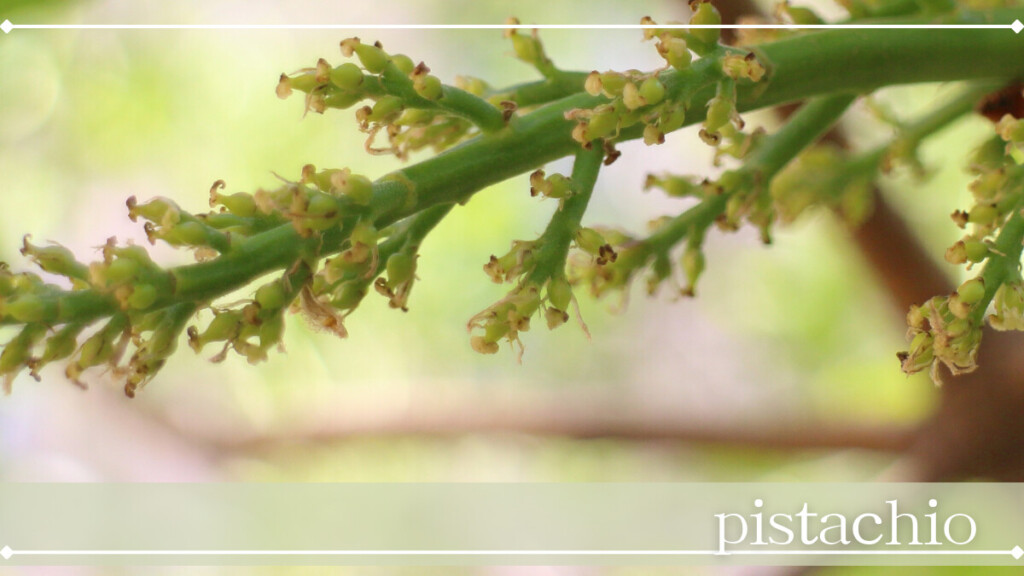 ピスタチオ