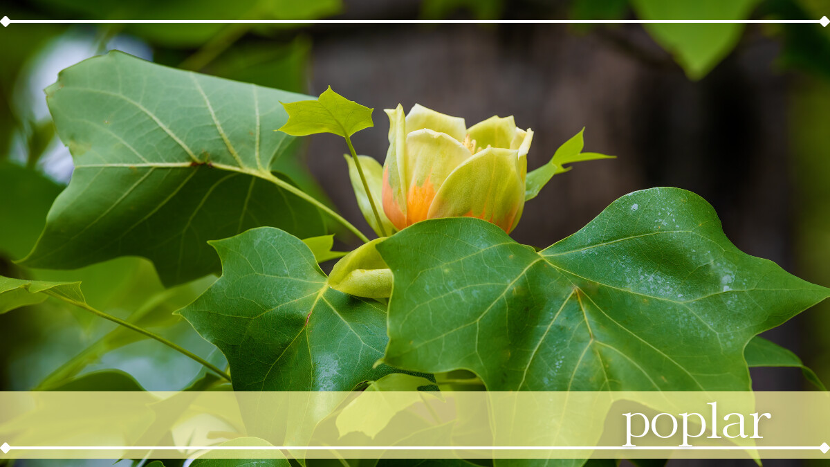 ポプラ