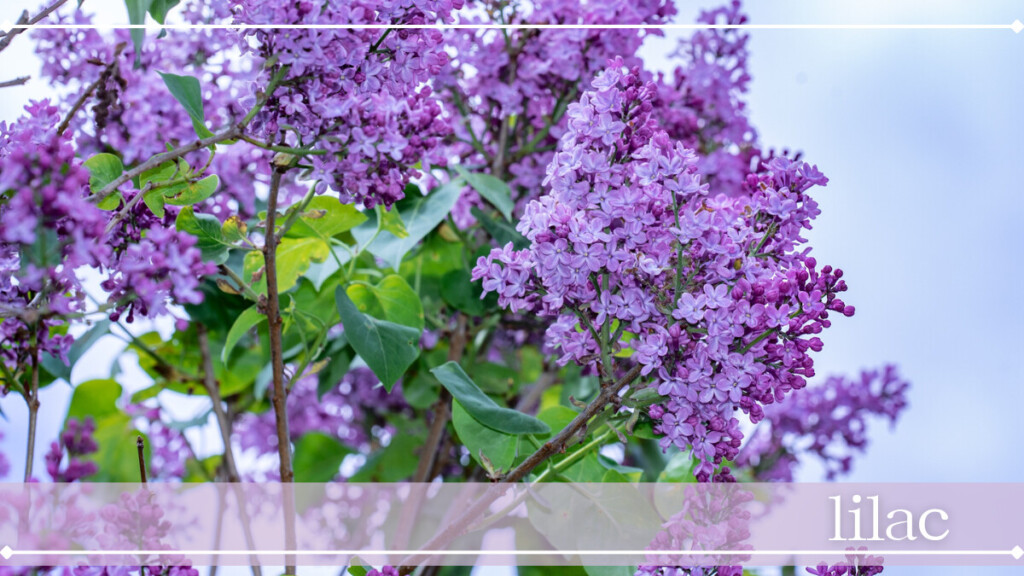 ライラック