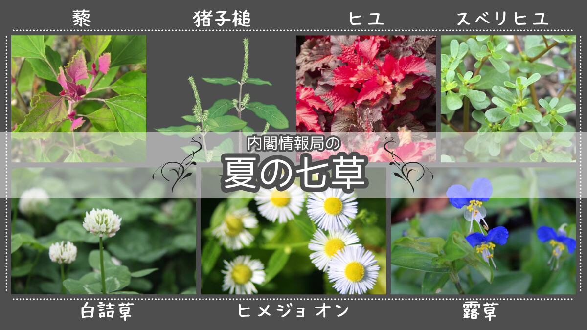 内閣情報局の｢夏の七草｣