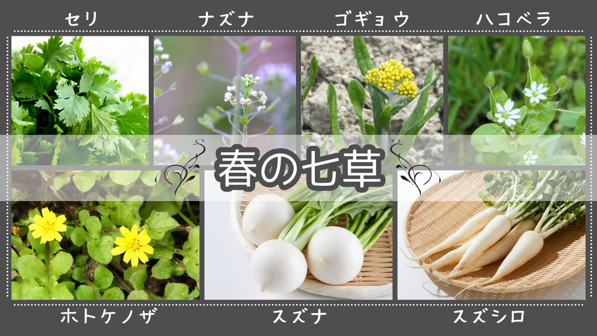 春の七草