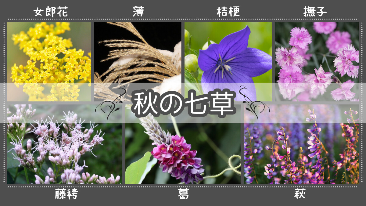 秋の七草